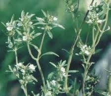Borsikafű